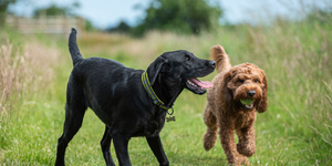Starting in 2027, KCAC will begin issuing colored "Rabies Exempt" tags for medically exempt pets.