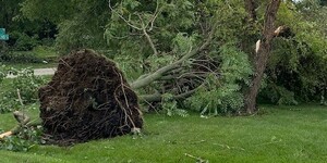 Downed tree in unincorporated Kane County 