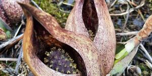 Skunk cabbage is northern Illinois' earliest blooming native wildflower, popping up in late winter in groundwater seeps, springs and fens. Photo by Jill Voegtle. 