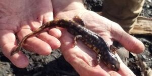 Tiger salamanders moving to breeding ponds is a sign of spring that is often overlooked.  St. Charles Park District ecologists monitor these movements and track the health of the local population over time.  