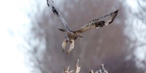 It's 'poofy pants' clearly visible, a rough-legged hawk takes off from a weathered perch. Photo credit: Devonyu