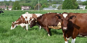 The family has been raising and milking Registered Holsteins on their Kane County land for decades, combining tradition with innovation to ensure their herd thrives.