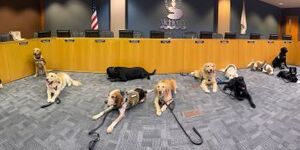 Several therapy K9s from Kane County law enforcement departments participated in recent training. 