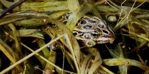 Northern leopard frogs are common throughout our region, but their coloration can make them hard to spot. Learn more about little Lithobates pipiens and other local frog species by participating in the Calling Frog Survey. 