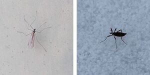 Besides sharing the trait of being active in winter, these insects also share a common ancestor and are members of the insect infraorder Tipulomorpha.  The winter crane fly kept its wings while the snow fly did not. 