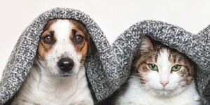 Kane County Animal Control offers advice for residents to keep their pets safe during extreme cold temperatures. 