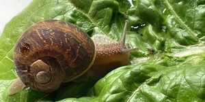 Having hitchhiked a ride to Illinois from California, and despite a fractured shell, this snail is now living comfortably in a terrarium in DeKalb County.  Photo by Peggy Anesi