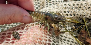 With big claws and an attitude to match, the rusty crayfish was brought to Illinois intentionally for use as fishing bait. It then hitched around in bait buckets throughout the Upper Midwest, displacing native species along the way.