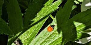Measuring right around 4 mm, or just over 1/8 in. in length, the polished or 'spotless' lady beetle is one of our area's native ladybug species. 