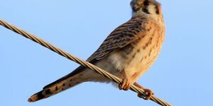 North America's smallest falcon, the American Kestrel. Photo by John Magera of the U.S. Fish and Wildlife Service. 