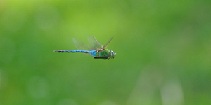 Like a fighter pilot on patrol, this green darner dragonfly scans his territory for prey as well as rival males.  iStock photo credit Kyle Reynolds 