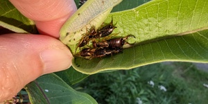 Earwig droppings contain an aggregation pheromone that attracts both adults and nymphs, resulting in earwig clusters like this one inside some milkweed leaves.  This plant was the only one among six milkweeds to host such a gathering. 