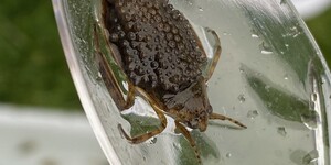 Giant water bugs make good parents. 