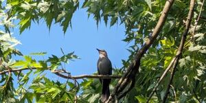 Perched in a silver maple, a male catbird pauses in between long phrases of song. 