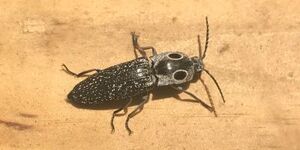 Measuring up to 1 3/4 in. and marked with prominent 'eyes,' the eyed click beetle can be found in mature oak woodlands throughout our area.  Photo by Sue and Jim Mikowski.