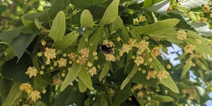 Neither bumble bees nor naturalists can resist the sweet smell of Tilia blossoms; the aromas are equally alluring- and perhaps even more so- at night. 