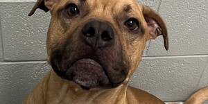 Karl is available for adoption at Kane County Animal Control.
