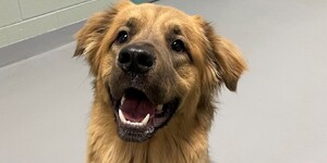 Reggie is Ready for Adoption 
