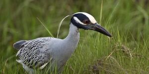 Yellow-crowned night herons are listed as endangered in Illinois.  photo credit:  johnandersonphoto