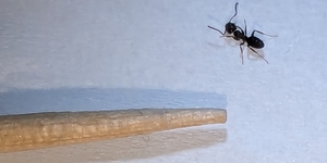 Small bordering on teensy, Tapinoma sessile measures just under 1/8-in. in length.  Pictured here next to a toothpick, it's an ant that shows up regularly in houses each spring. 