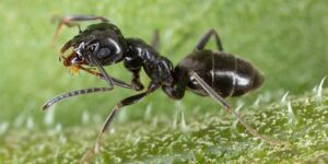 Odorous house ants' natural habitat is outdoors but, drawn by easy access to food and shelter, they often find their way into homes. Credit:  Wirestock 