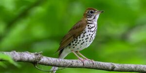 Often heard but seldom seen, the wood thrush is known for its melodious song of lilting, flute-like notes. Photo Credit:  Banu R