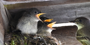 Eastern phoebes show a preference for nesting in sheltered locations.  They'll also refurbish and reuse their nests, often returning to the same site year after year.  Credit:  iStock/Carol Hamilton