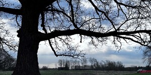 Old Oak Tree in Kane County