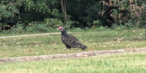 A turkey vulture, or TV, warily guards its dinner. The bird’s nearly naked head is an adaptation to its diet, which is nearly 100% carrion.