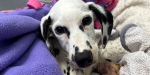 Perdy's when she arrived at Kane County Animal Control
