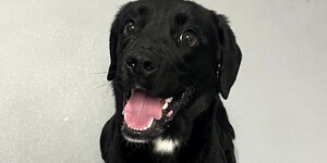 Piper is Available for Adoption at Kane County Animal Control 