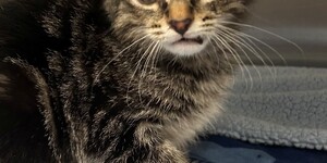 Meet Pocket 