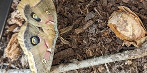 A newly emerged male polyphemus moth rests after his recent emergence from his home of seven months, the cocoon on the right.