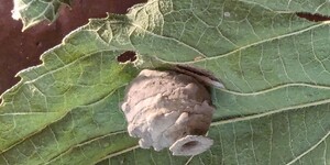 This earthen pot, smaller than a dime, is the work of a Eumenes potter wasp. The open hole indicates this nest is empty; a nest with an egg inside will be sealed at the lip and should be left in place.