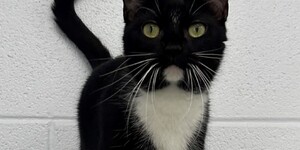 Meet Royal 
