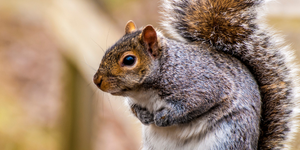 As winter nears, tree squirrels like this eastern gray squirrel, Sciurus carolinensis, store nuts and other food items in a practice known as scatter hoarding.