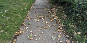 If you think you're seeing more nuts than usual this year, you're not alone.  Our region is experiencing an abundance of mast, or tree fruit, this year, with many species producing prodigious quantities of seeds.  