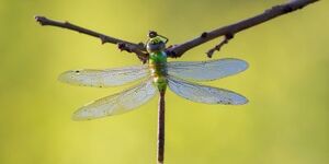 The green darner, Anax junius, is the largest dragonfly in our area.  Adults migrate to the warm South in winter; a new generation arrives back here in spring.  Photo credit:  iStock/mirceax