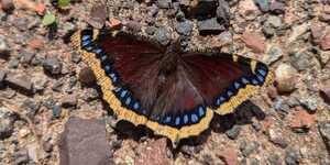 The mourning cloak butterfly's common name refers to its dark coloration, but provides few clues to its unique survival strategy. 