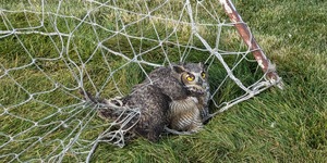 The recent Friday the 13th started off unlucky for this great horned owl, but got better when rescuers arrived.  The owl's third eyelid is visible on its right eye, but the eye itself was uninjured. 