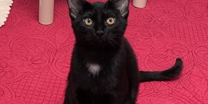 Meet Soot! 