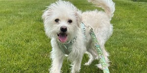 Meet Sparky! 