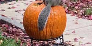 A squirrel enjoying a snack in Geneva.
