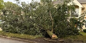 Just one of hundreds of trees downed in Aurora