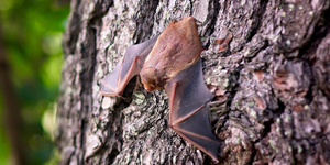 The positive result for rabies was confirmed by the Illinois Department of Public Health.