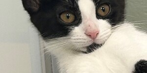 Meet Dame Maggie Smith - the kitten 