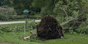 Damage to Trees by the Dozen near Elgin  